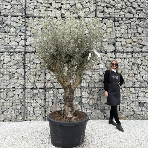 Gnarled Multistem Olive Tree XL J368 MT