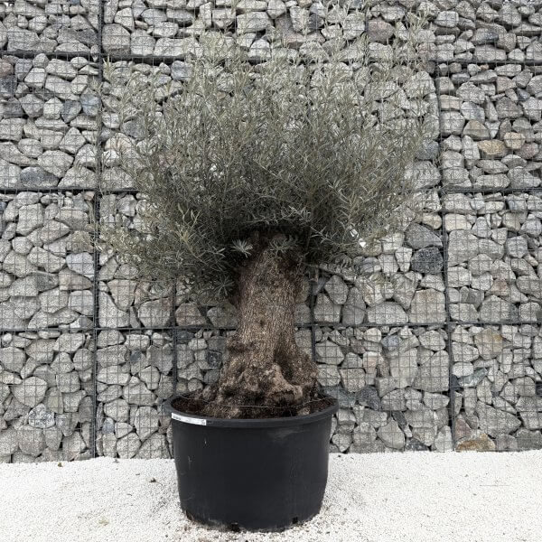 Gnarled Olive Tree XXL (Ancient) J447 - D62F3B90 C1AB 4C8F BE13 CE426C86DC68 1 201 a scaled
