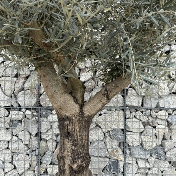 Gnarled Multistem Olive Tree XL J382 - D66EC27B E00A 4D6A B7FD 068DF74997BB scaled