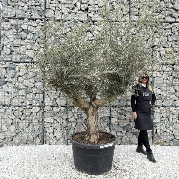 Gnarled Multistem Olive Tree XL J385 - D7277137 6793 4A1F 878B D9E867DC31D9 2 scaled
