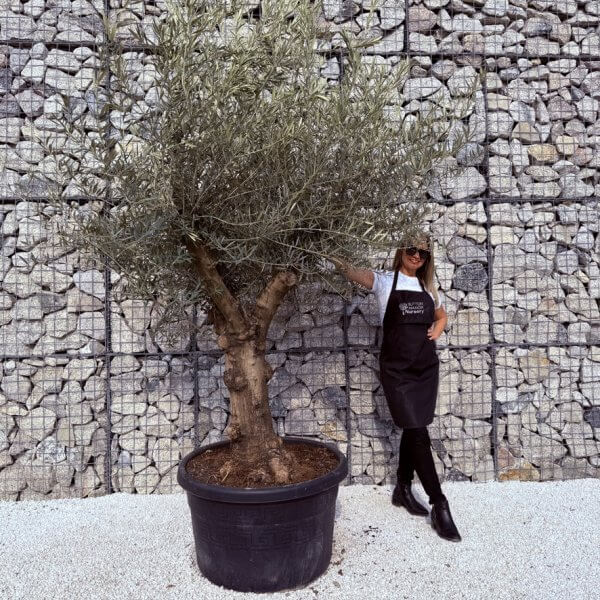 Gnarled Multistem Olive Tree XL J323 - D784DD4E 05B2 4DE9 A62C 9CED9FD671B0 1 105 c