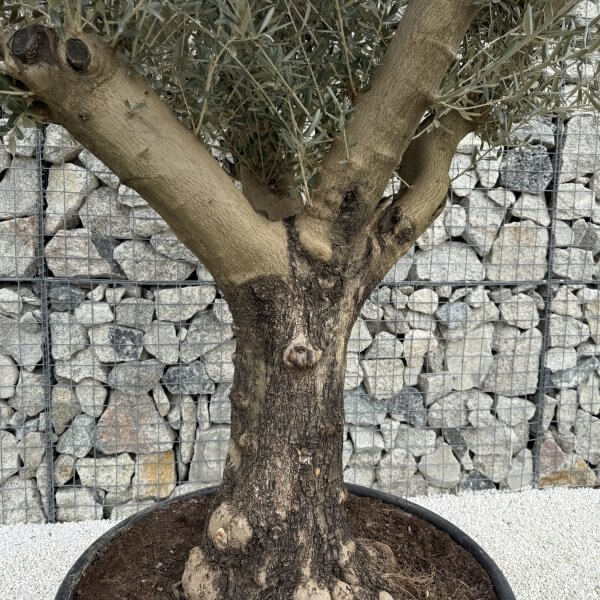 Gnarled Multistem Olive Tree XL J363 - Image 3