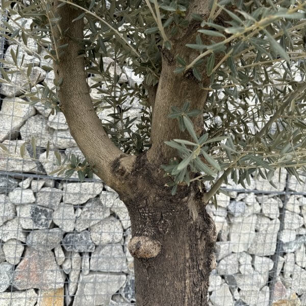 Gnarled Multistem Olive Tree XL J381 - DA30CCC3 3FDD 41EB 96B4 F7326C5E9A7B scaled