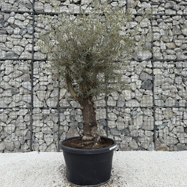Gnarled Multistem Olive Tree XL J381 - DAB97E19 1291 48C5 9C96 EA0B0E70F31C scaled