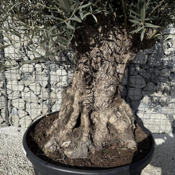 Gnarled Olive Tree XXL (Ancient) J423 - DB6158F2 91BD 4AC9 BD14 20C6A7D62CCE scaled