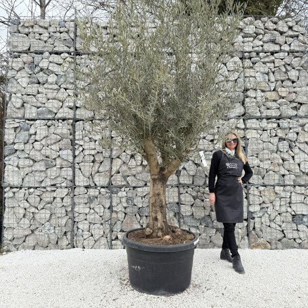 Gnarled Multistem Olive Tree XL J387 - DC30620D 6219 47C1 AE82 BEECE4DDBC76 1 scaled