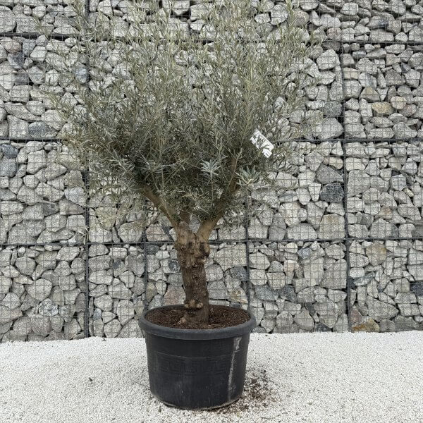 Gnarled Multistem Olive Tree XL J370 - DCF71145 6CEF 49FD BF3A 34FFA9C50ABE scaled