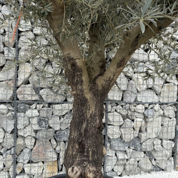 Gnarled Multistem Olive Tree XL J380 - Image 3