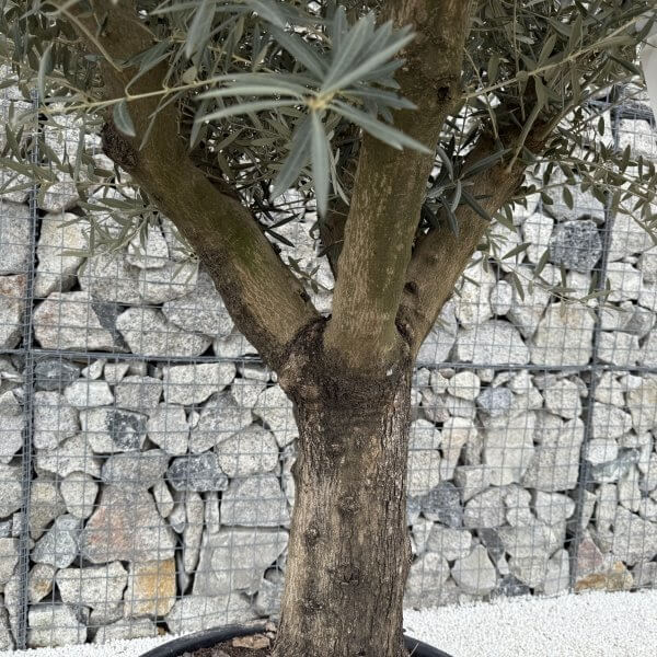 Gnarled Multistem Olive Tree XL J397 - Image 3