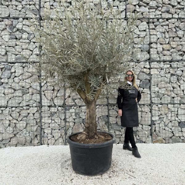 Gnarled Multistem Olive Tree XL J397