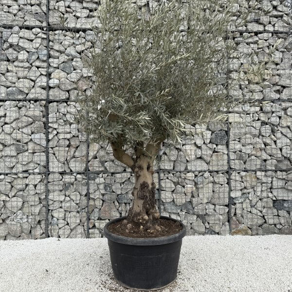 Gnarled Multistem Olive Tree XL J364 - DEF9C421 69D1 4820 9E67 C2F57873D248 scaled