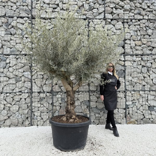 Gnarled Multistem Olive Tree XL J382 - DF672301 8575 4D4B 86BC 18CDA7F2DF07 1 scaled