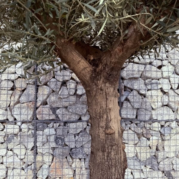 Gnarled Multistem Olive Tree XL J319 - DFC6F0DF 10A6 4998 A79E 53057578EA66 1 105 c