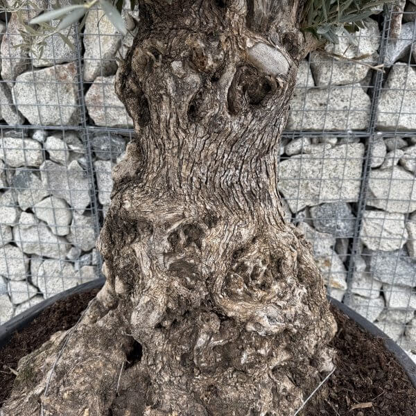 Gnarled Olive Tree XXL (Ancient) J473 - DFE51537 BE19 4A58 BB78 31C243EB7811 scaled