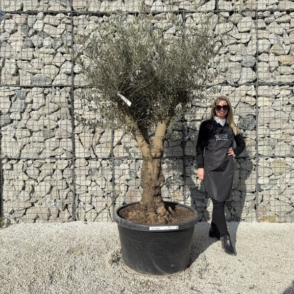 Gnarled Multistem Olive Tree XL J433 - E05F6CBE 5523 47CF BB5A 2B0969A291B9 1 scaled