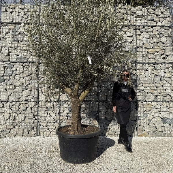 Gnarled Multistem Olive Tree XL J427 - E2F26CEE 1BF9 4174 BF8D EB6D3B80DDF8 3 scaled