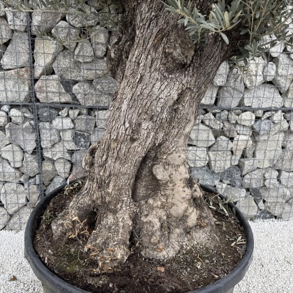 Gnarled Olive Tree XXL (Ancient) J465 - Image 3