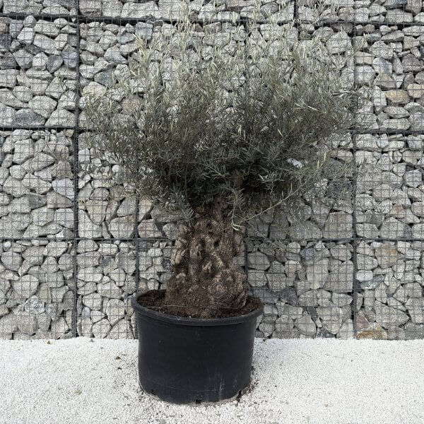 Gnarled Olive Tree XXL (Ancient)J480 - E5469650 12C4 4775 9947 B2716FF7E219 1 201 a 1 scaled