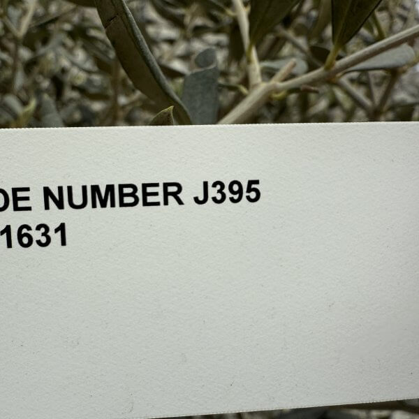 Gnarled Plateau Olive Tree XL J395 - E69F865E AF9F 4ABE 939C 403457C0D8DA 1 scaled