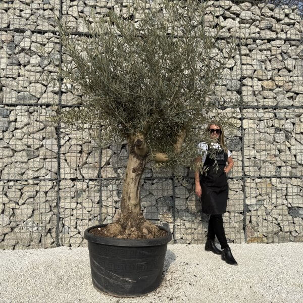 Gnarled Multistem Olive Tree XL J333 - E7086981 5ABF 4FB8 875C 03CE53F92A22 1 scaled