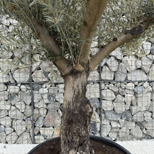 Gnarled Multistem Olive Tree XL J374 - E82CB616 E86D 44EB 9289 DE6C648E3819 scaled