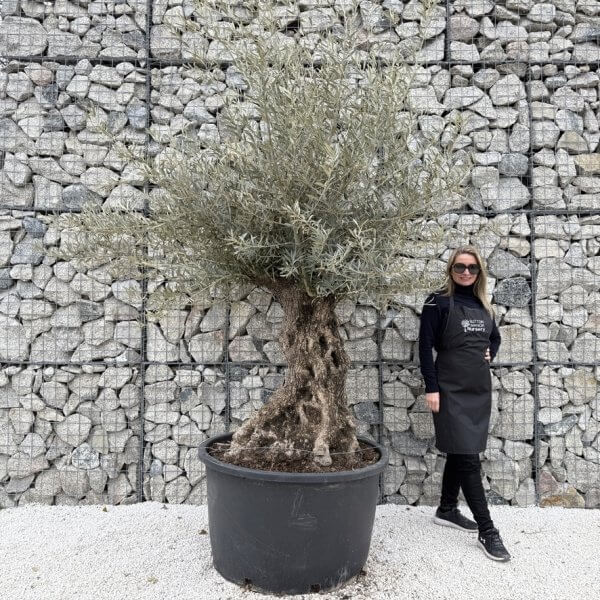 Gnarled Olive Tree XXL (Ancient) J454 - E83CD845 C24D 4CA3 9E22 55DA6A8D0E7F 1 105 c