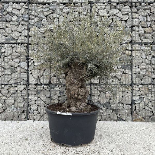 Gnarled Olive Tree XXL (Ancient) J460 - E849E1C9 D76C 4DFC 9947 7E8F781C5448 1 scaled