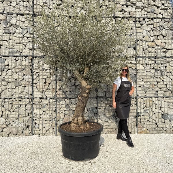 Gnarled Multistem Olive Tree XL J332 - E8824D7C 170E 478C 89F6 CB1C508BBCE5 scaled