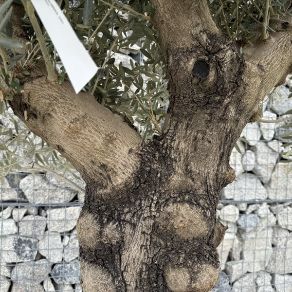 Gnarled Multistem Olive Tree XL J391 - E8A043B0 A4E5 4A4F A1E8 3FBA63CBC4E7 scaled