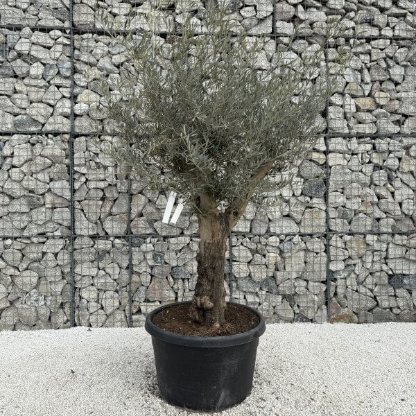 Gnarled Multistem Olive Tree XL J360 - Image 2