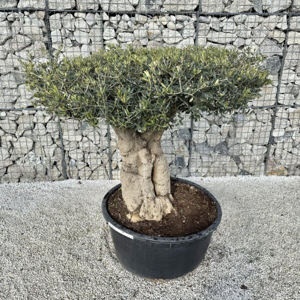 Gnarled Plateau Olive Tree XL J420 - E9558274 EB35 4BAE A96A 193E85E4C97F 1 201 a scaled