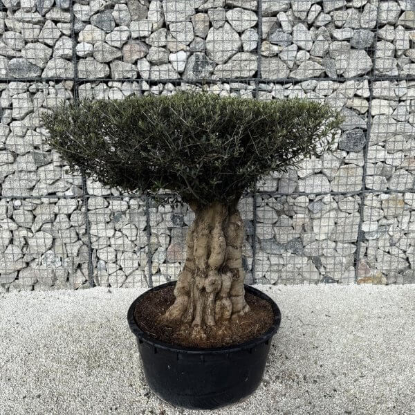 Gnarled Plateau Olive Tree XL J409 - E96A3682 7A16 4AD0 807C 060BD8934BB7 1 105 c 1