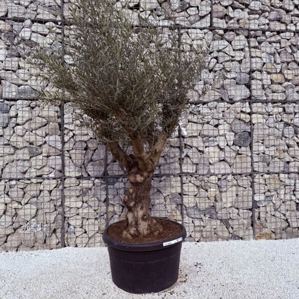 Gnarled Multistem Olive Tree XL J320 - EBC32161 9ED6 4692 91FA C55B12CCCF82 1 105 c