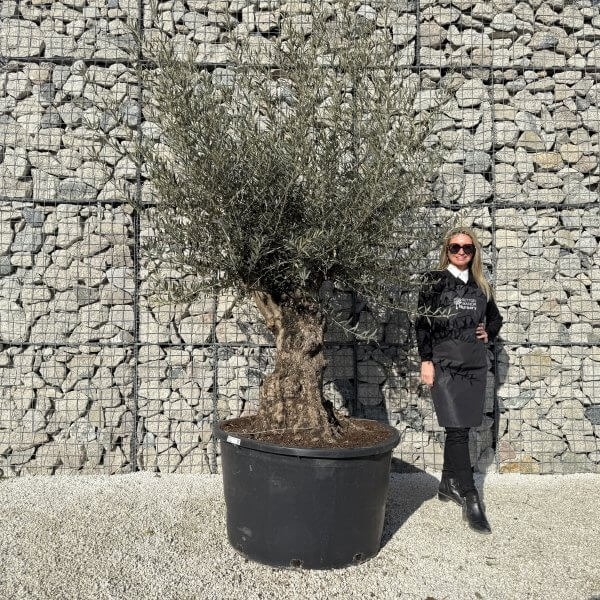 Gnarled Olive Tree XXL (Ancient) J426 - EDA0629D CDC1 47E0 846D 0366AC038FE3 2 scaled