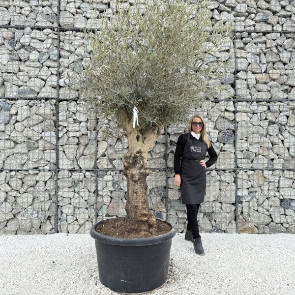 Gnarled Multistem Olive Tree XL J369 - EE10AFD1 3B39 46A7 807E 1CEC4F2BD0AA 1 scaled