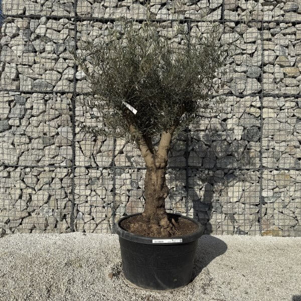 Gnarled Multistem Olive Tree XL J433 - EE3D4866 3211 423D 88CE F3DCEDE6DFD9 scaled