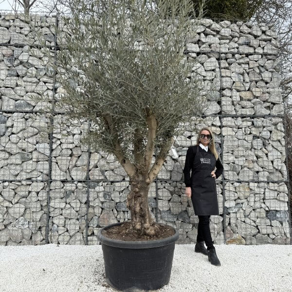 Gnarled Multistem Olive Tree XL J367 - F010A160 C86C 41D8 A083 7367056F8CF7 1 scaled
