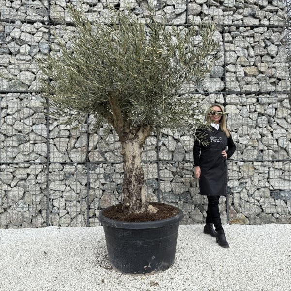 Gnarled Multistem Olive Tree XL J365 - F091C11C F065 4744 BDB3 9B45553F068C 1 scaled