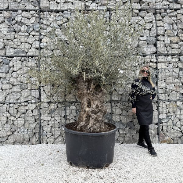 Gnarled Olive Tree XXL (Ancient) J458