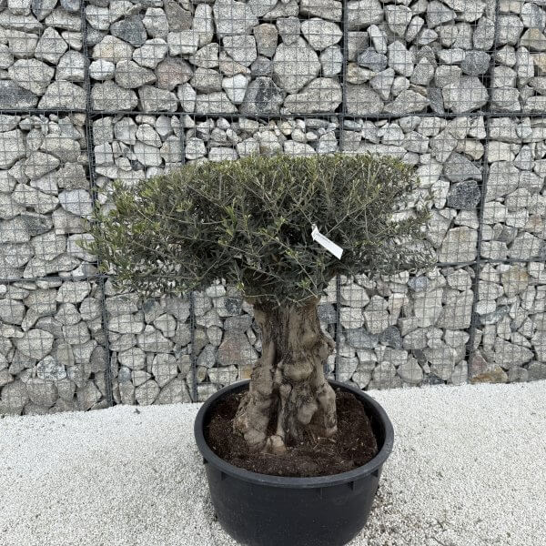 Gnarled Plateau Olive Tree XL J395 - F1855398 45AF 4727 95F7 207F09A57736 1 scaled