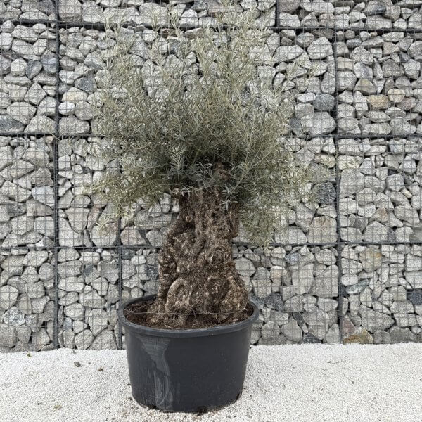 Gnarled Olive Tree XXL (Ancient) J453 - F1A04A72 A63A 4302 B6B8 F68C7C02A3BE 1 105 c