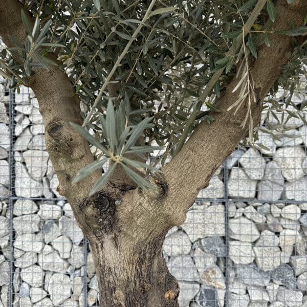 Gnarled Multistem Olive Tree XL J398 - F2F1D212 60B6 44E7 9000 DAB3EBAB535E scaled