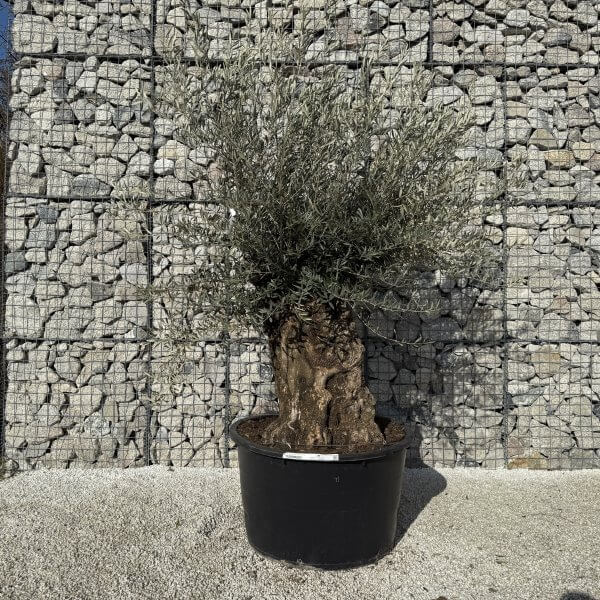 Gnarled Olive Tree XXL (Ancient) J422 - Image 2