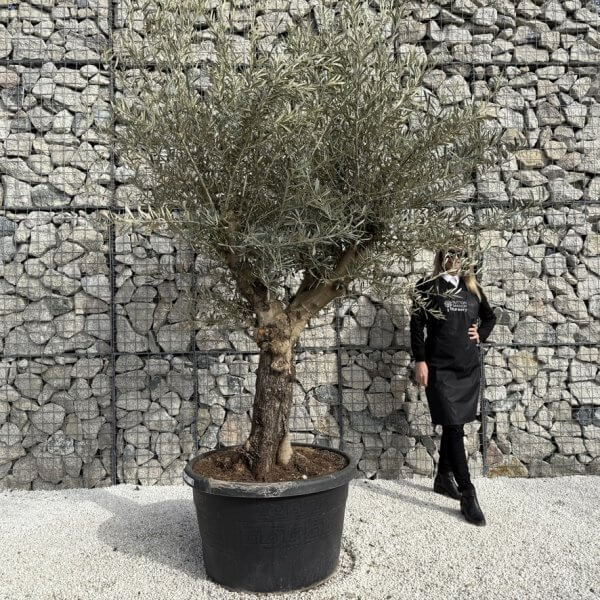Gnarled Multistem Olive Tree XL J350