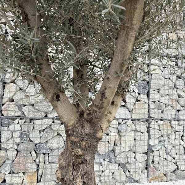 Gnarled Multistem Olive Tree XL J367 - F467A5EA C3F1 4A04 BB28 5FB62010B797 scaled