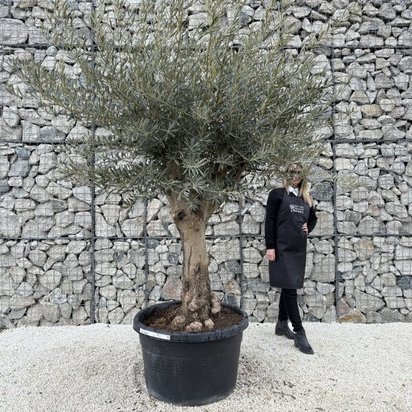 Gnarled Multistem Olive Tree XL J401