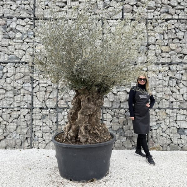 Gnarled Olive Tree XXL (Ancient) J438