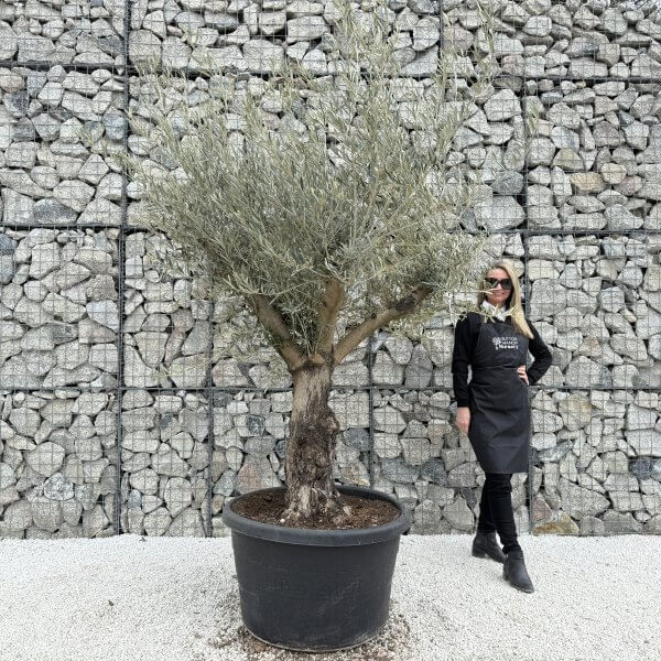 Gnarled Multistem Olive Tree XL J374 - F7F1BB88 4ABC 4E67 865B CDD7B14BCC3D 1 scaled