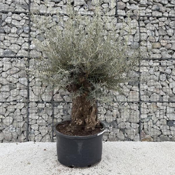 Gnarled Olive Tree XXL (Ancient) J456 - Image 2