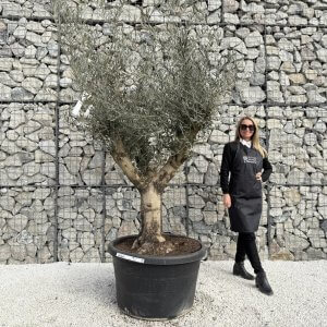 Gnarled Multistem Olive Tree XL J348